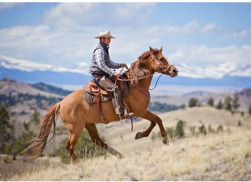 Show full view: Weaver Equine Justin Dunn Bitless Horse Bridle, Russet slide 4 of 5