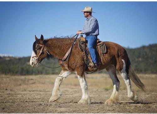 Show full view: Weaver Equine Justin Dunn Draft Bitless Horse Bridle slide 3 of 4