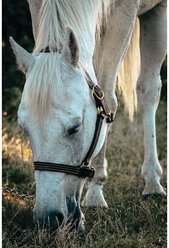 Weaver Equine Oiled Canyon Rose Track Horse Halter, Cob/Small Horse slide 2 of 2