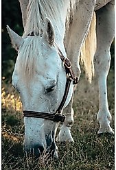 Weaver Equine Oiled Canyon Rose Track Horse Halter, Large Horse slide 2 of 2