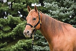 Weaver Equine Original Adjustable Nylon Horse Halter, Black, Average slide 2 of 3