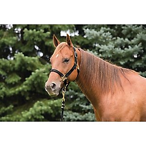 Weaver Equine Original Adjustable Nylon Horse Halter, Black, Weanling