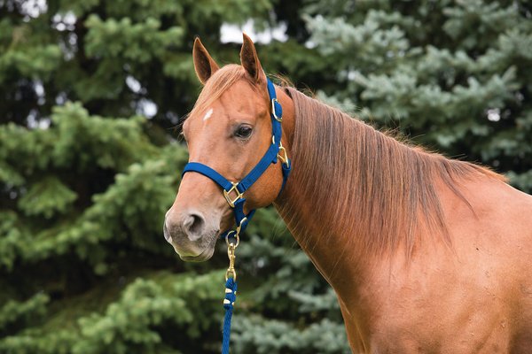 Show full view: Weaver Equine Original Adjustable Nylon Horse Halter, Blue, Small slide 2 of 4