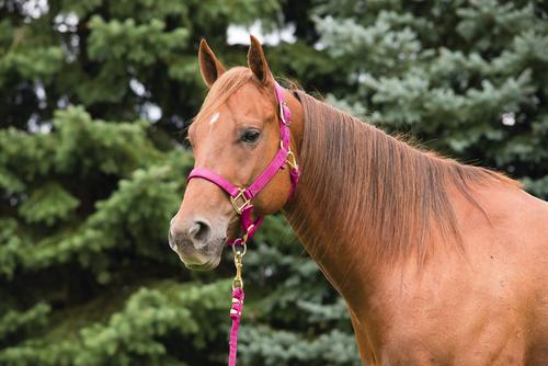 Show full view: Weaver Equine Original Adjustable Nylon Horse Halter, Diva Pink, Average slide 2 of 4