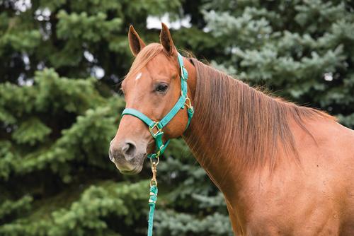 Show full view: Weaver Equine Original Adjustable Nylon Horse Halter, Emerald Green, Average slide 2 of 4