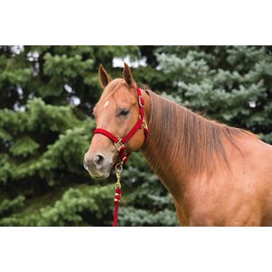 Weaver Equine Original Adjustable Nylon Horse Halter, Red, Average