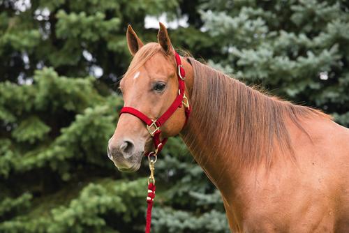 Show full view: Weaver Equine Original Adjustable Nylon Horse Halter, Red, Average slide 2 of 4