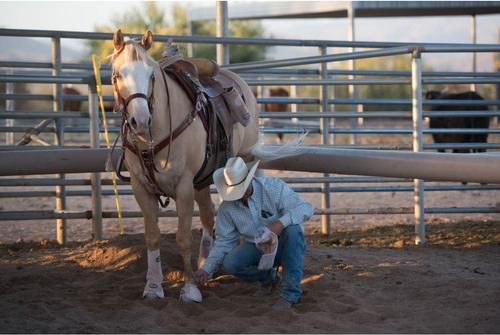 Show full view: Weaver Equine Prodigy Athletic Horse Boots, Medium, White slide 2 of 8