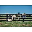 Show in main carousel: Weaver Equine Retro Flower Spandex Horse Tail Bag slide 2 of 2