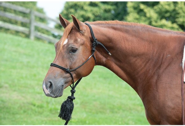 Show full view: Weaver Equine Silvertip 95 Rope Horse Halter slide 2 of 2