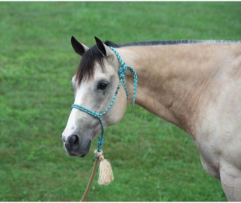 Show full view: Weaver Equine Silvertip No. 95 Rope Horse Halter & 10-ft Lead, Teal/Tan/Silver/White slide 2 of 4