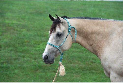 Show full view: Weaver Equine Silvertip No. 95 Rope Horse Halter & 10-ft Lead, Teal/Tan/Silver/White slide 3 of 4