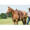 Show in main carousel: Weaver Equine Single-Ply Heavy Harness Split Horse Reins, 8-ft x 5/8-in slide 2 of 3