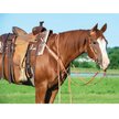 Show in main carousel: Weaver Equine Single-Ply Heavy Harness Split Horse Reins, 8-ft x 5/8-in slide 3 of 3