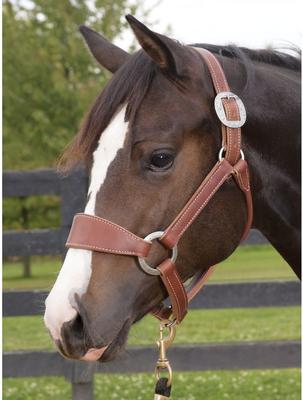 Show full view: Weaver Equine Stacy Westfall Bronc Horse Halter slide 2 of 5