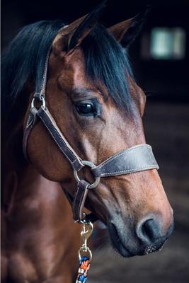 Show full view: Weaver Equine Stacy Westfall Bronc Horse Halter slide 3 of 5