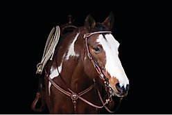 Weaver Equine Texas Star Horse Browband Headstall slide 2 of 2