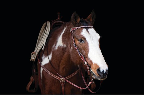 Show full view: Weaver Equine Texas Star Horse Browband Headstall slide 2 of 2