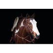Show in main carousel: Weaver Equine Texas Star Horse Browband Headstall slide 2 of 2