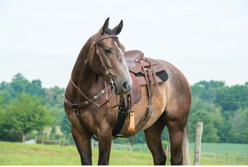 Show full view: Weaver Equine Texas Star Tapered Horse Breast Collar slide 2 of 2