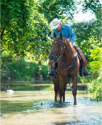Show full view: Weaver Equine Working Tack Economy Horse Browband Headstall slide 4 of 6