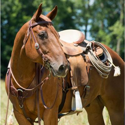 Show full view: Weaver Equine Working Tack Economy Horse Browband Headstall slide 6 of 6