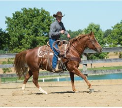 Weaver Equine Working Tack Horse Bridle & Correction Mouth Bit slide 2 of 2