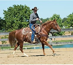 Weaver Equine Working Tack Horse Bridle & Ring Snaffle Mouth Bit slide 2 of 2