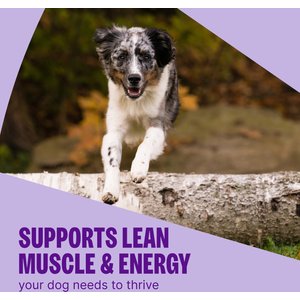 Wellness CORE Adult Grain-Free High-Protein Natural Turkey & Chicken Dry Dog Food, 26-lb bag
