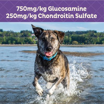 Show full view: Wellness CORE Grain-Free Senior Deboned Turkey Recipe Dry Dog Food, 12-lb bag + Old Mother Hubbard Mother's Solution's Hip & Joint Baked Dog Treats, 20-oz bag slide 8 of 9