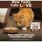 Show in main carousel: Wellness CORE+ Hairball Chicken Grain-Free Natural Dry Cat Food, 4.75-lb bag slide 10 of 12