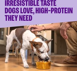Wellness CORE+ Sensitive Skin & Stomach with Freeze-Dried Pieces Adult Wholesome Grains High-Protein Natural Salmon & Rice Dry Dog Food, 18-lb bag slide 2 of 9