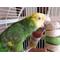 Show in main carousel: Wesco Pet Carnival Bird Kabob Bird Chew Toy slide 4 of 5