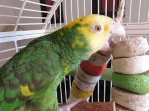 Show full view: Wesco Pet Carnival Bird Kabob Bird Chew Toy slide 4 of 5