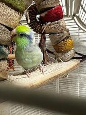 Show full view: Wesco Pet Carnival Bird Kabob Bird Chew Toy slide 5 of 5