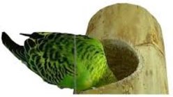Wesco Pet Kozy Keet Parrot Toy slide 2 of 4