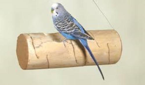 Show full view: Wesco Pet Kozy Keet Parrot Toy slide 3 of 5