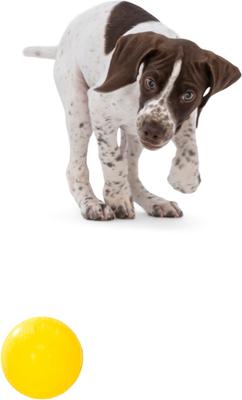 Show full view: West Paw Boundr Ball Dog Chew Toy, 2 count, Aqua Blue/Dandelion Yellow, Small slide 8 of 10