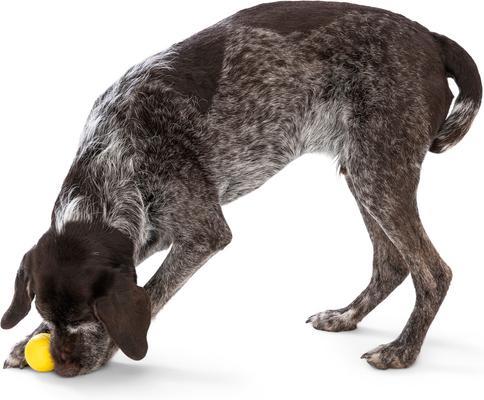 Show full view: West Paw Boundr Ball Dog Chew Toy, 2 count, Dandelion Yellow/Hot Pink, Small slide 8 of 11