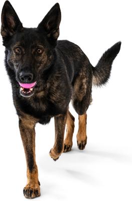 Show full view: West Paw Boundr Ball Dog Chew Toy, 2 count, Hot Pink/Aqua Blue, Small slide 9 of 10