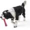 Show in main carousel: West Paw Drifty Dog Chew Toy, Hibiscus, Large slide 2 of 4