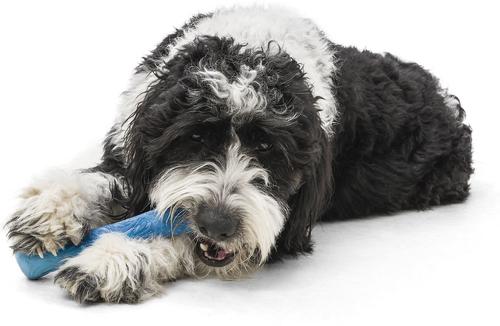 Show full view: West Paw Drifty Dog Chew Toy, Surf, Large slide 2 of 4