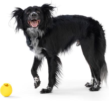 Show full view: West Paw Rumbl Bouncy Ball Dog Toy, Dandelion Yellow, Large slide 9 of 11
