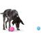 Show in main carousel: West Paw Rumbl Bouncy Ball Dog Toy, Hot Pink, Small slide 6 of 8