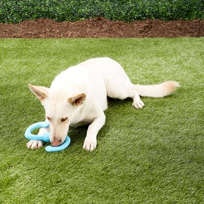 Show full view: West Paw Zogoflex Bumi Dog Toy, Aqua Blue, Large slide 6 of 9