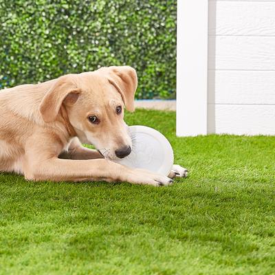 Show full view: West Paw Zogoflex Glow Zisc Flying Disc Dog Toy Small slide 3 of 7