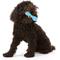 Show in main carousel: West Paw Zogoflex Hurley Tough Dog Chew Toy, Aqua Blue, Large slide 3 of 10