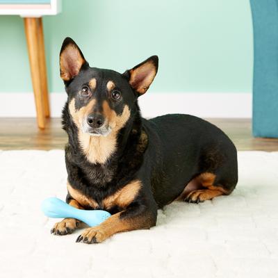 Show full view: West Paw Zogoflex Hurley Tough Dog Chew Toy, Aqua Blue, Small slide 3 of 11