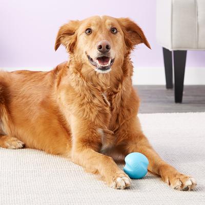 Show full view: West Paw Zogoflex Jive Tough Ball Dog Toy, Aqua Blue, Small slide 2 of 9
