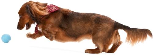 Show full view: West Paw Zogoflex Jive Tough Ball Dog Toy, Aqua Blue, Small slide 5 of 9